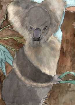 Mein Koala...